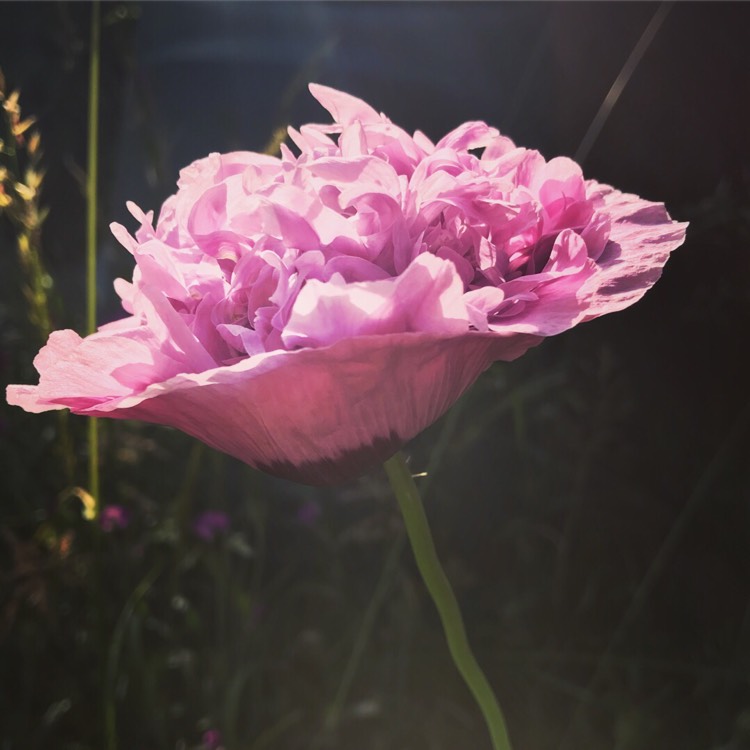 Plant image Papaver somniferum (Laciniatum Group) 'Lilac Time'