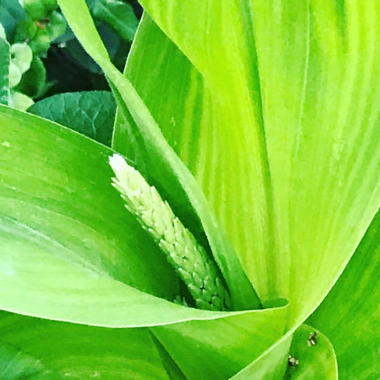 plant image 774596
