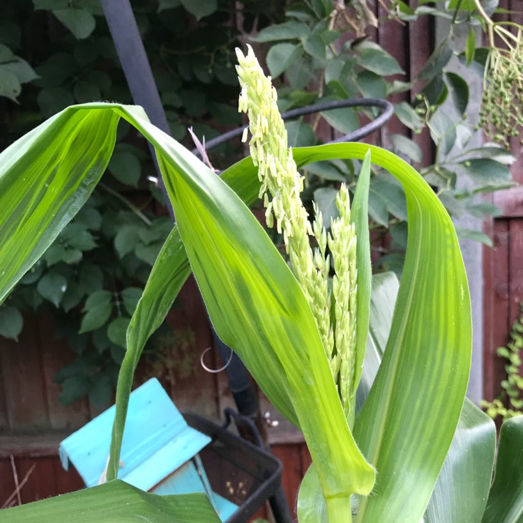 Plant image Zea mays 'Golden Bantam'