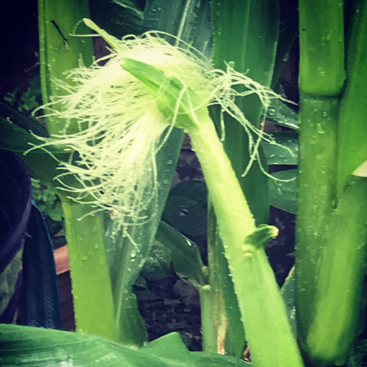 plant image 791882