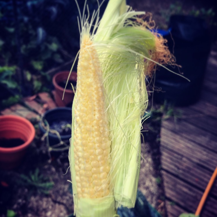 plant image 807261