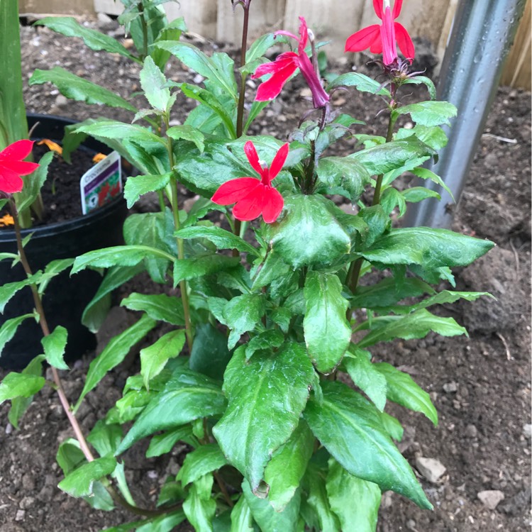 Plant image Lobelia x speciosa 'Fan Scarlet'