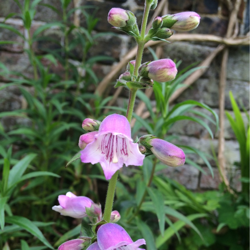 plant image 150314