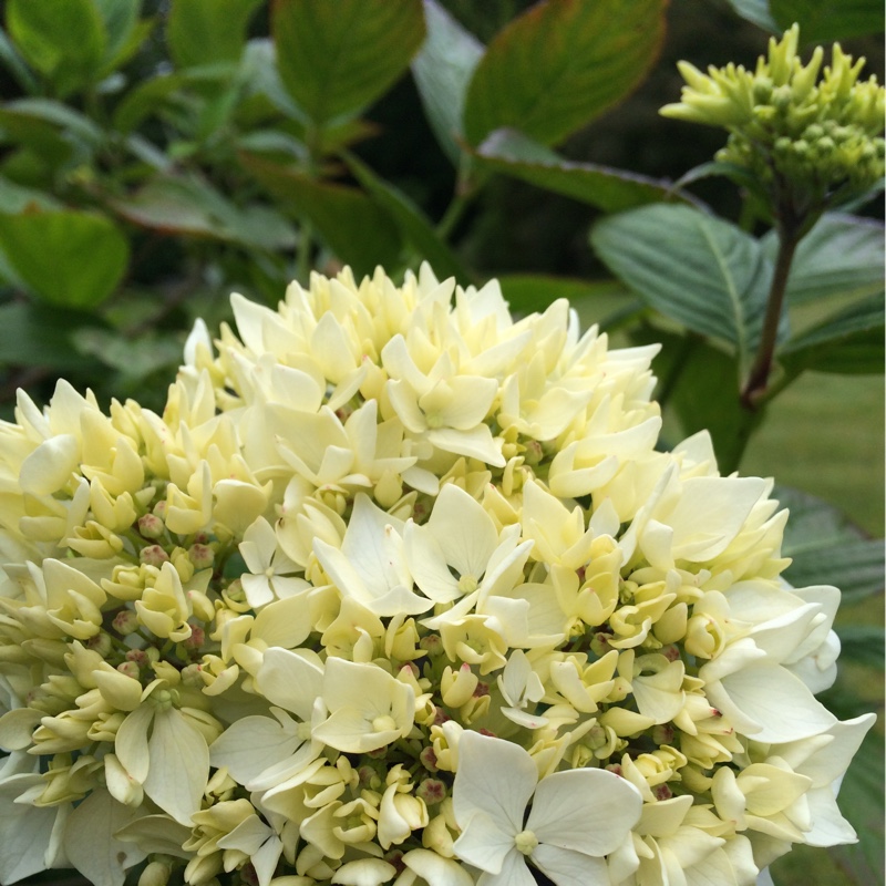 Hydrangea 'Blushing Bride'