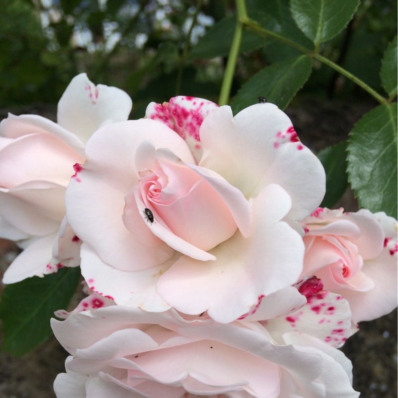 Rose (Floribunda)