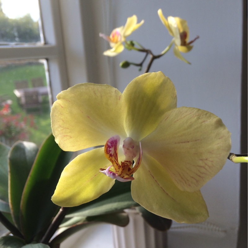 Slipper Orchid