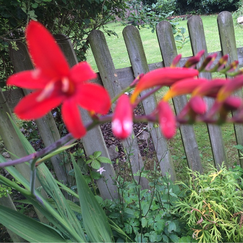 Montbretia 'Lucifer'