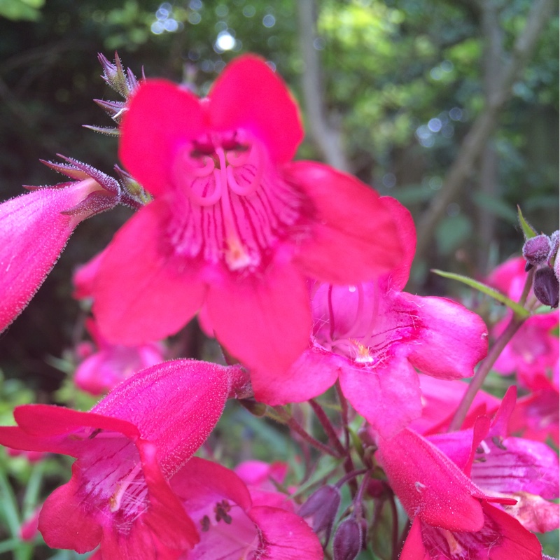 Beardtongue 'Juicy Grape'
