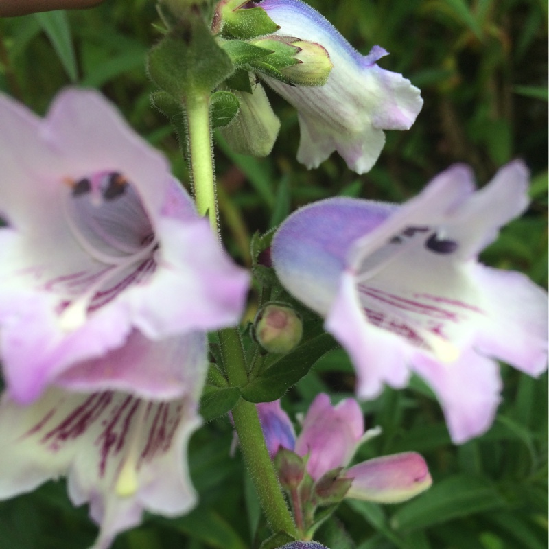 Beardtongue