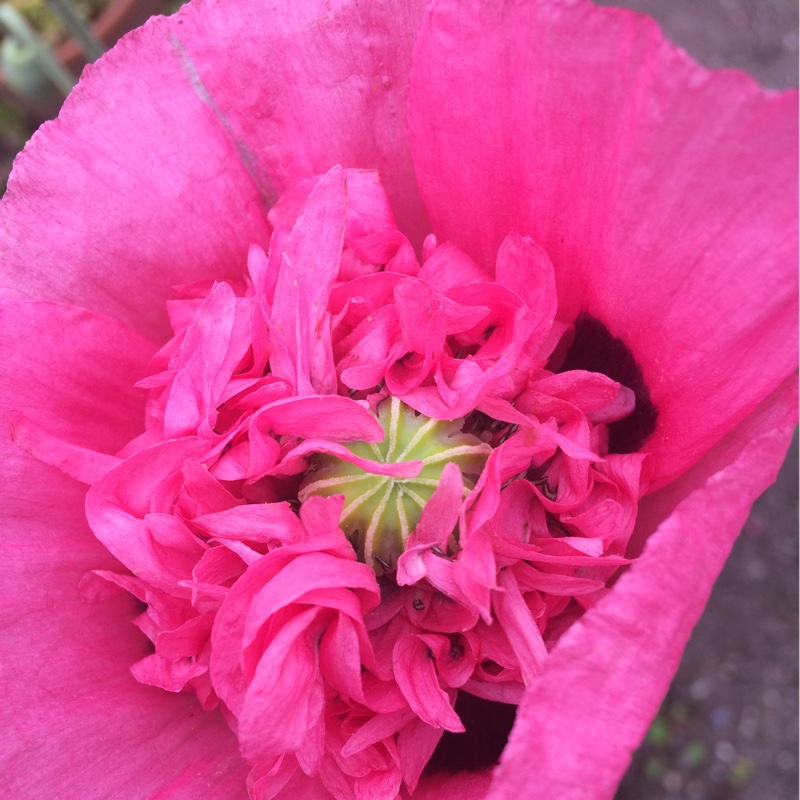 Opium Poppy