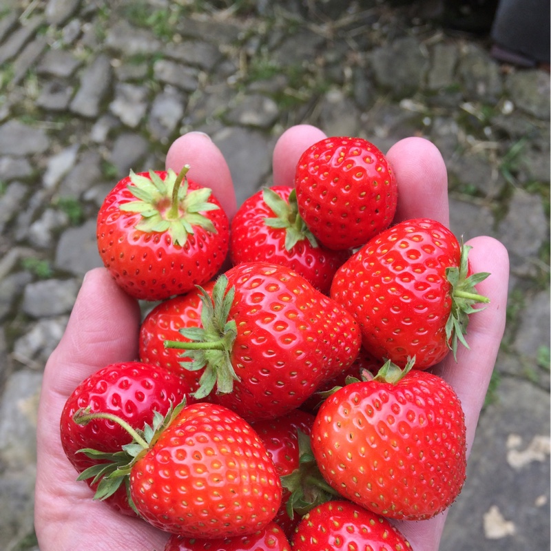 Kerry's garden