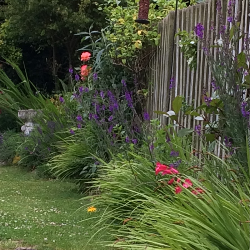 Kerry's garden