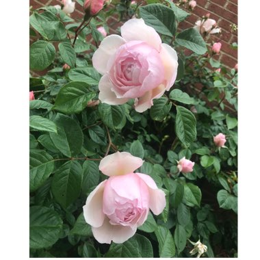 Rose (Climbing)