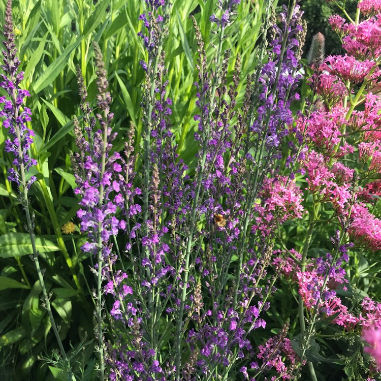 plant image 739962