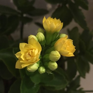 Kalanchoe