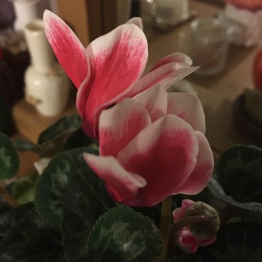 Cyclamen