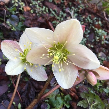 Kerry Louise's garden