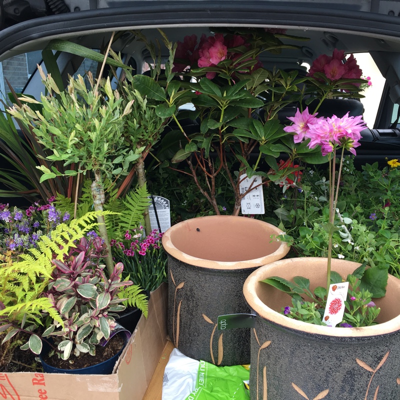 Kerry's garden
