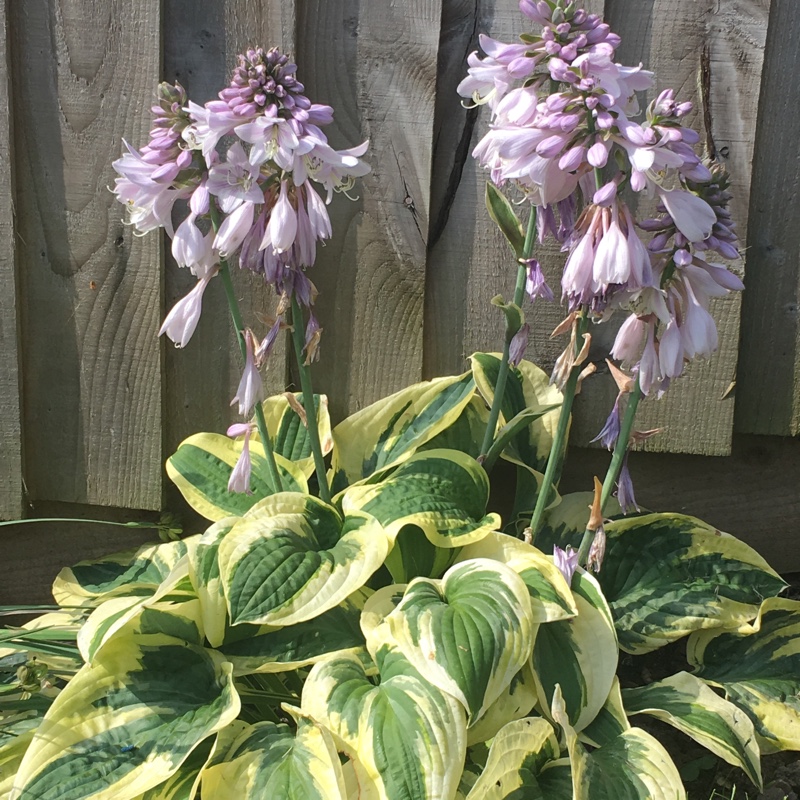 Plant image Hosta 'Mama Mia'