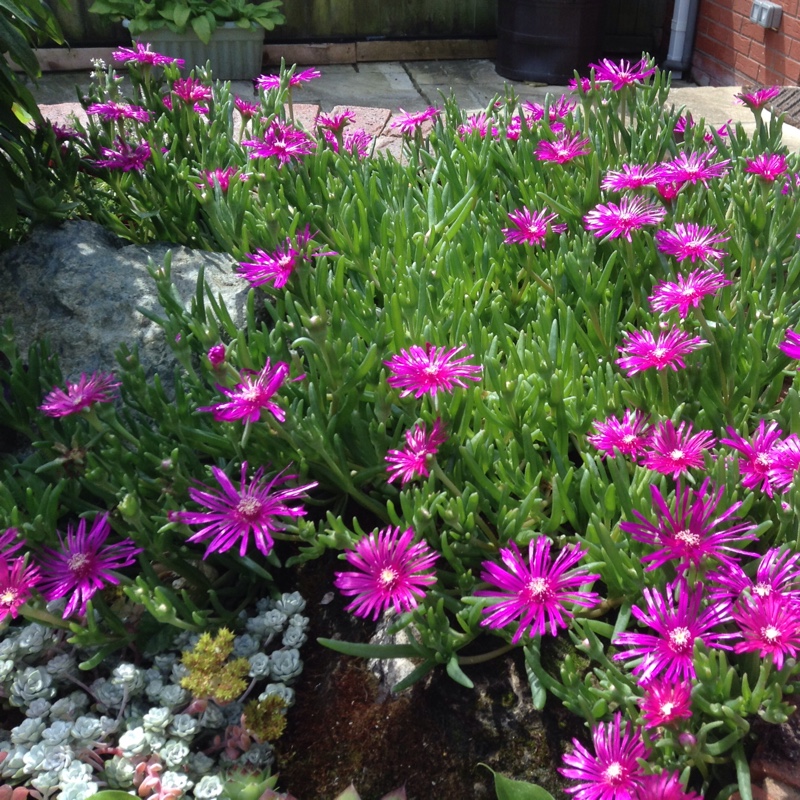 plant image 140379