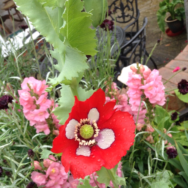 plant image 158854 plant image 158854