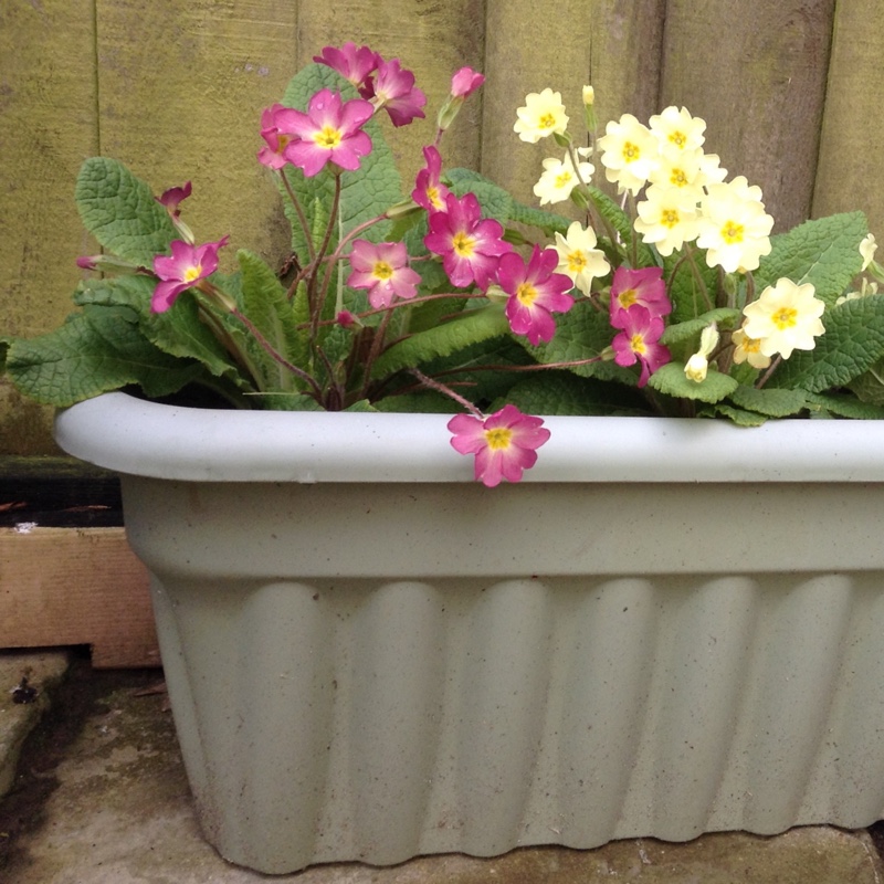 Plant image Primula 'Cottage Cream'