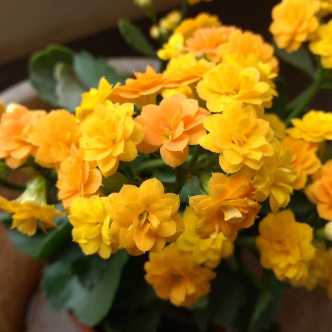 Plant image Kalanchoe blossfeldiana 'Double Flower Variety'