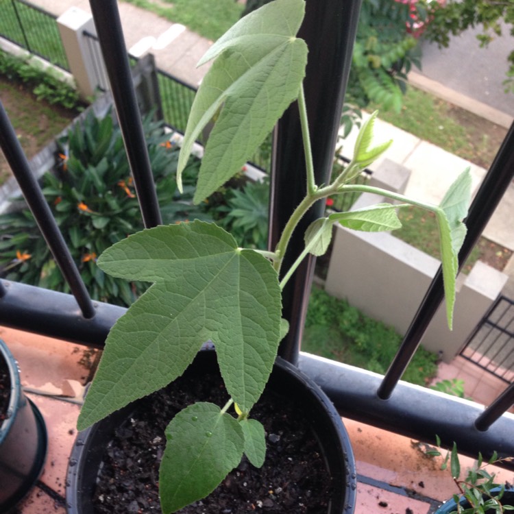 Plant image Hibiscus splendens