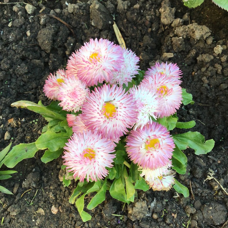 Plant image Bellis perennis Habanera