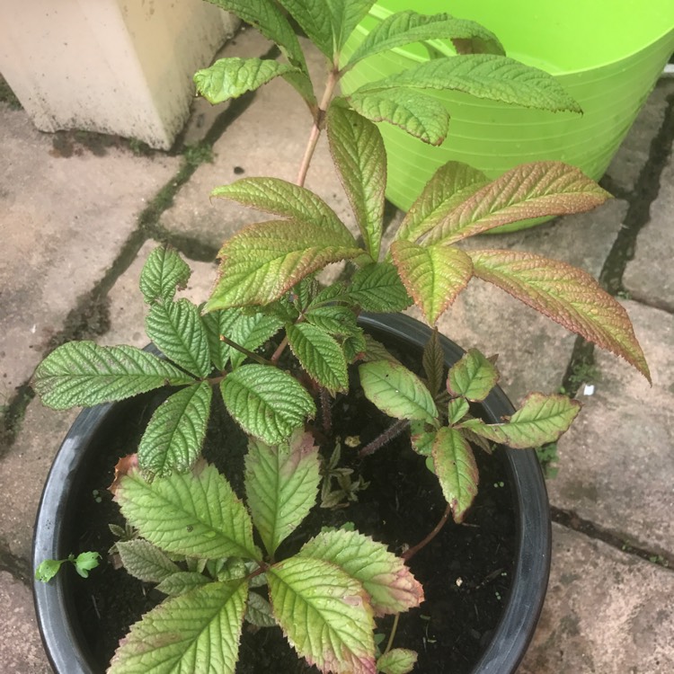 plant image 497919