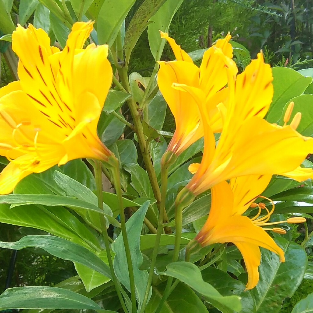 Plant image Alstroemeria aurea 'Orange King' syn. Alstroemeria aurantiaca 'Orange King'