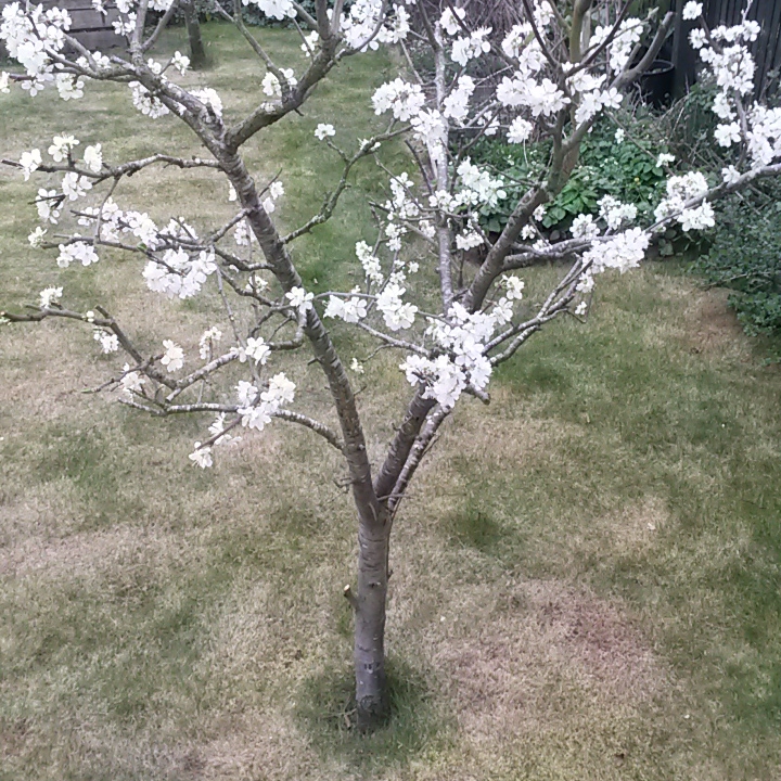 plant image 351531