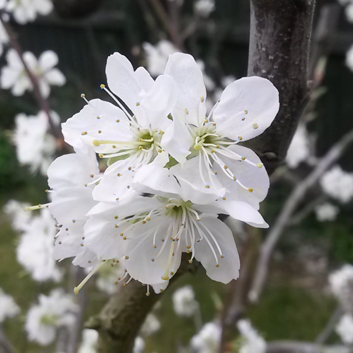 Plant image Prunus cerasifera