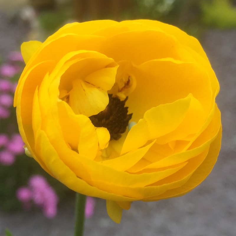 plant image 102463