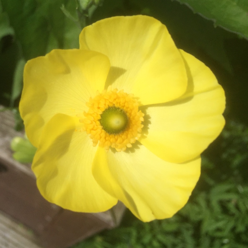 plant image 107899