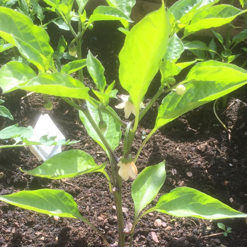 plant image 117968