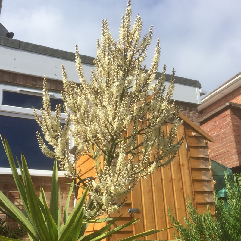 plant image 117974
