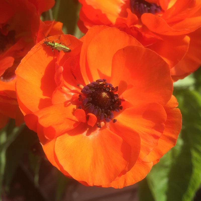Ranunculus asiaticus