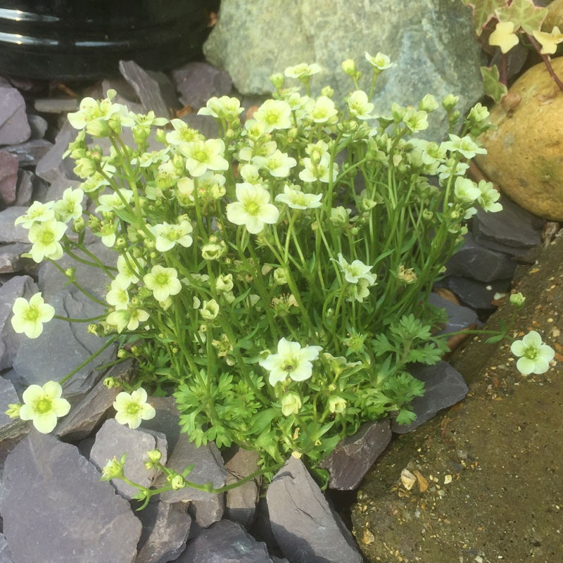 plant image 24855 plant image 24855