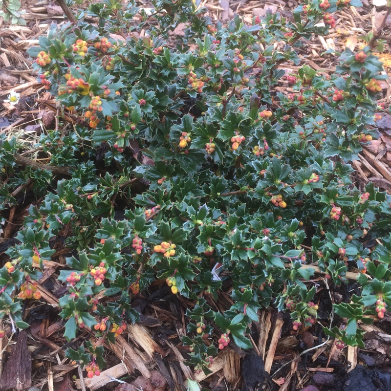 Berberis x stenophylla 'Crawley Gem'