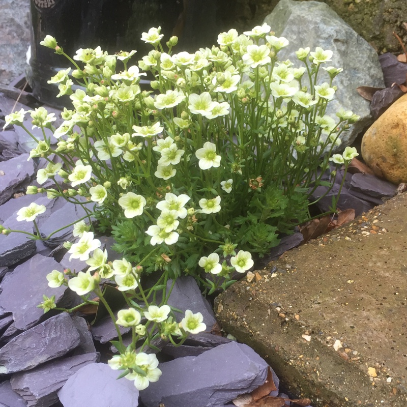 Saxifraga