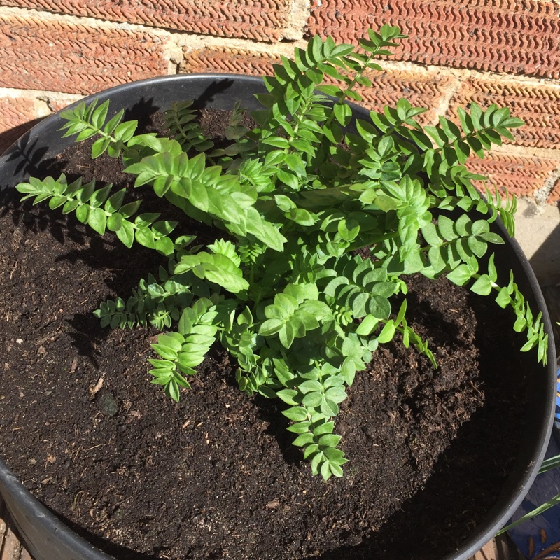 plant image 47833