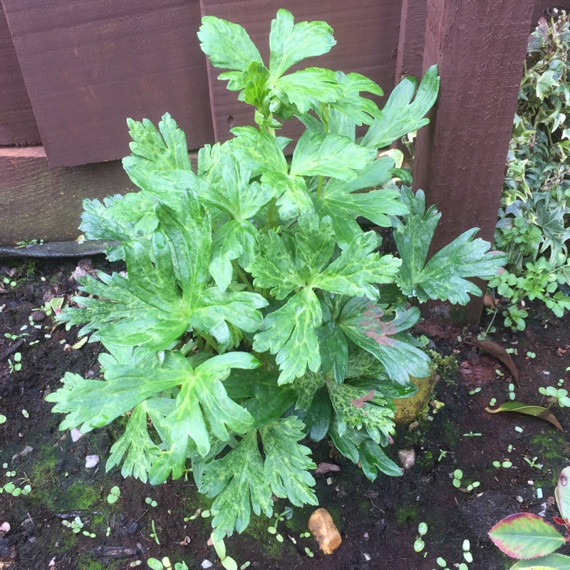 plant image 63764 plant image 63764