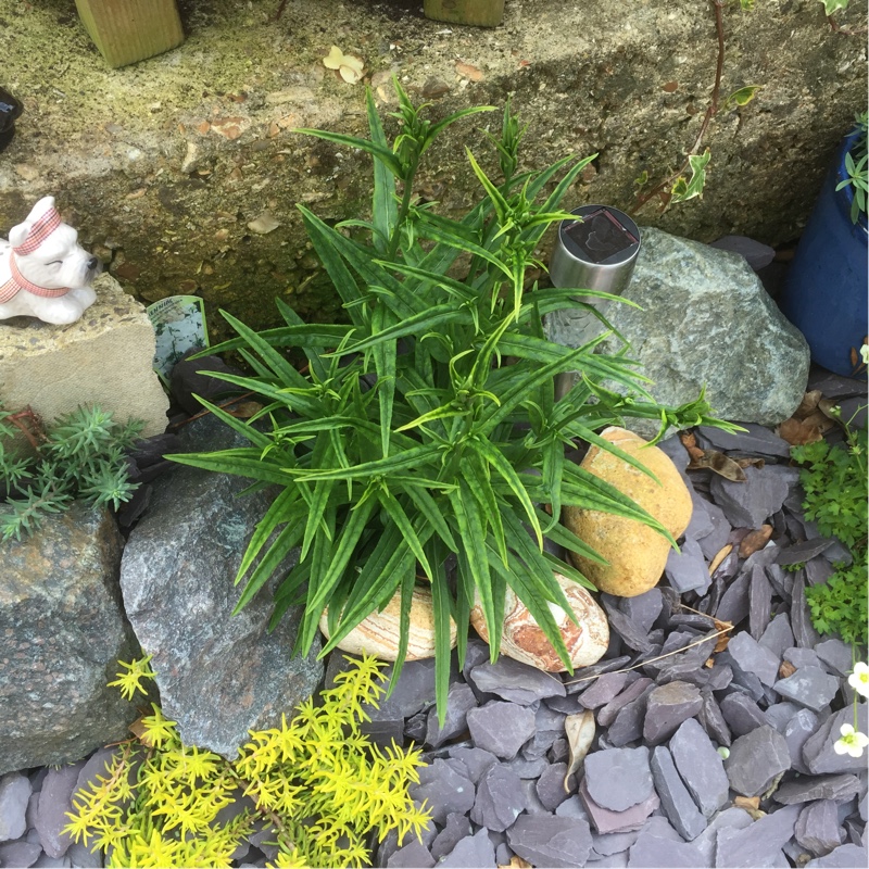 plant image 63766 plant image 63766