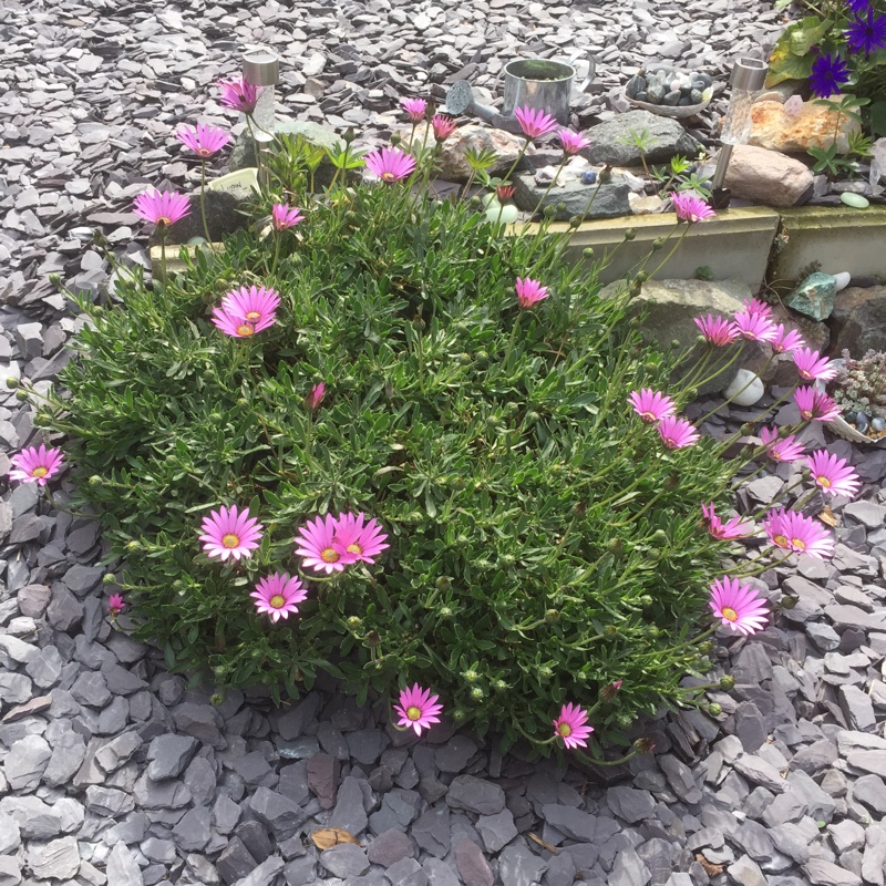 plant image 63772