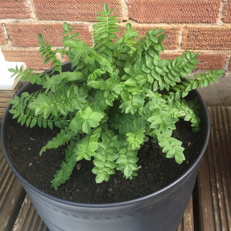 plant image 63795