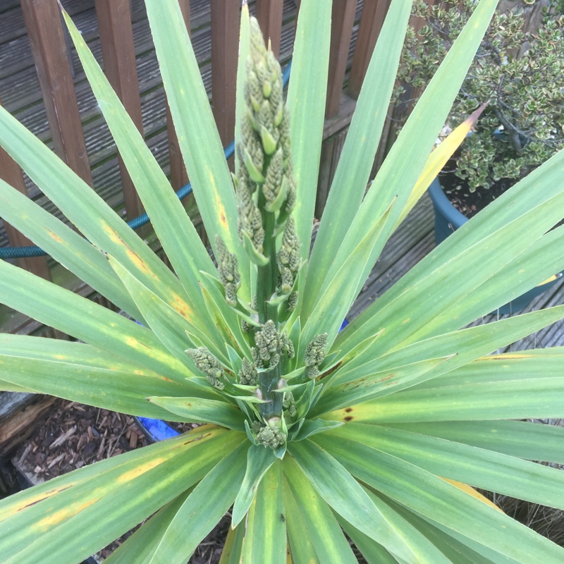 plant image 70768