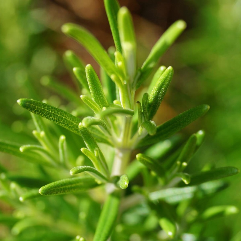 plant image 7486 plant image 7486