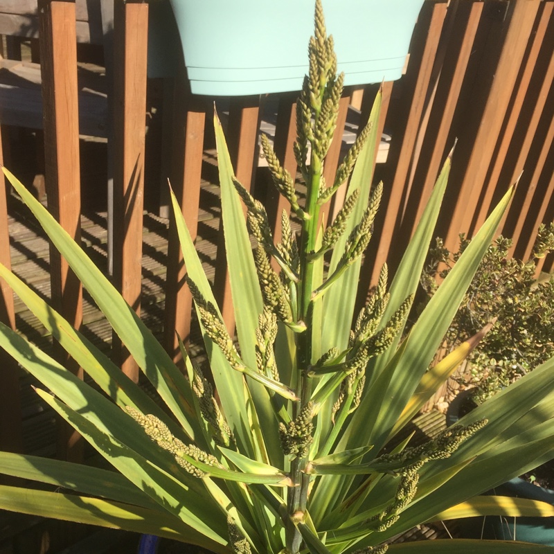 plant image 79247