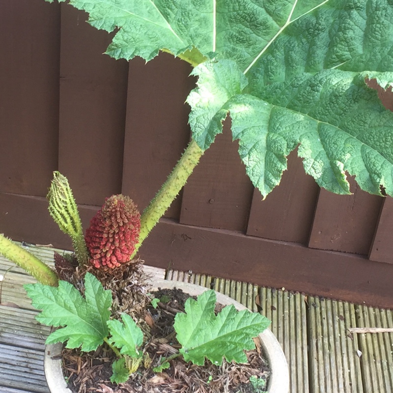 plant image 87394 plant image 87394